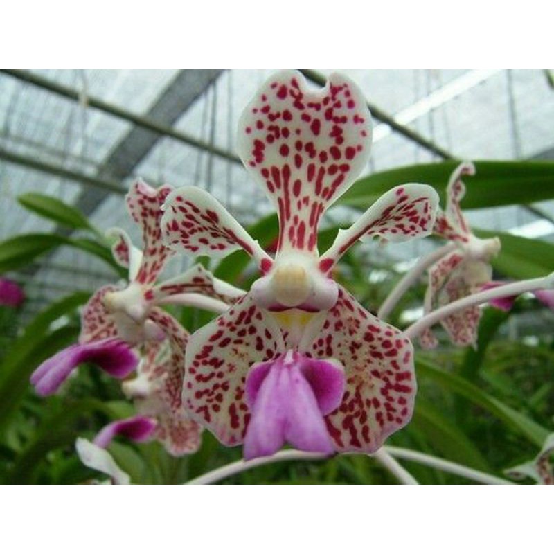Anggrek Vanda tricolor jumbo totol coklat