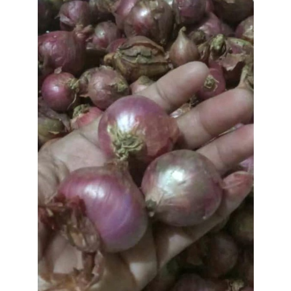 

Bawang Merah Garut 1kg