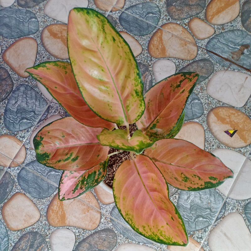 Aglonema Kocin Eboni