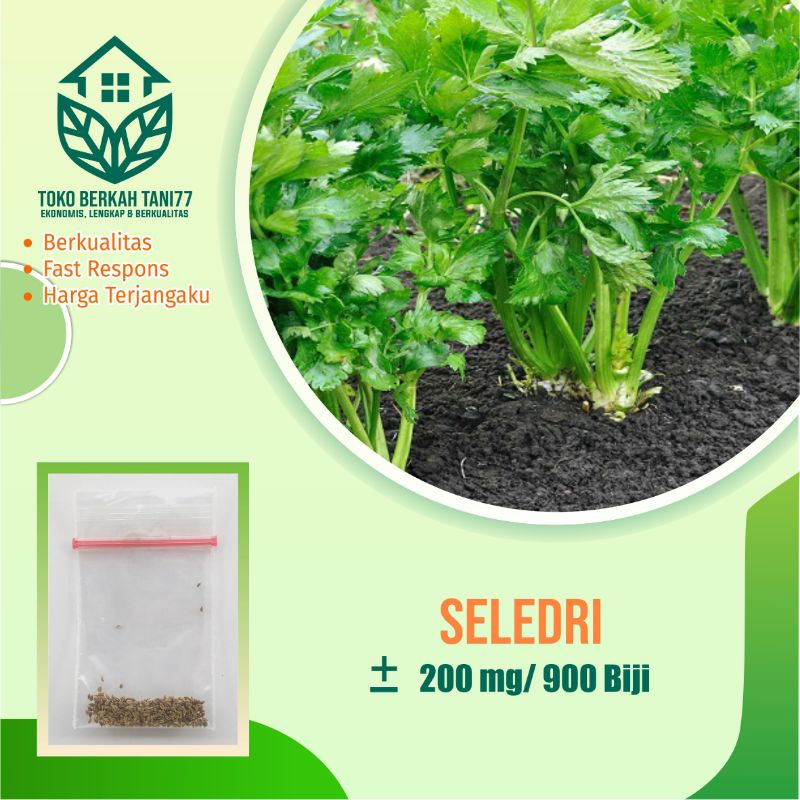 BENIH SAYURAN UNGGUL TERLENGKAP TERJANGKAU BIBIT KUBIS TOMAT SAWI TERONG CABE BUNCIS BAYAM KANGKUNG-Seledri