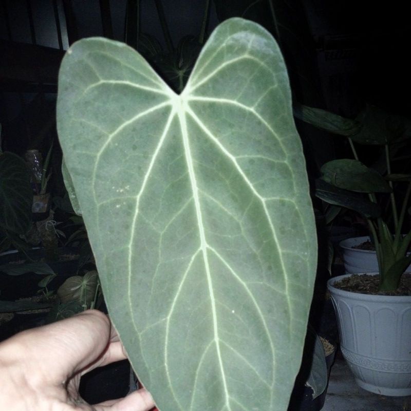 anturium black mamba