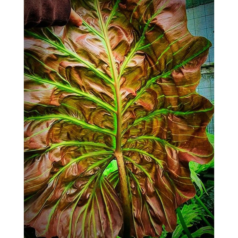 Philodendron Corsinianum / Payung Teduh