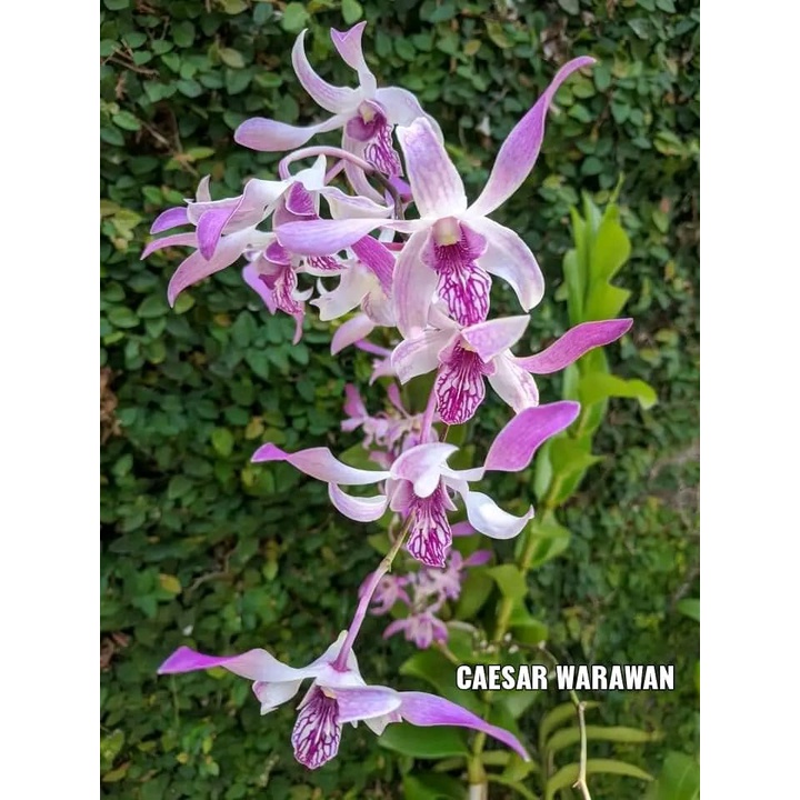 Dendro Caesar Warawan