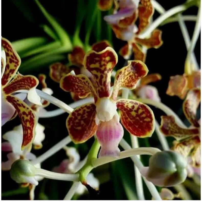 Vanda Limbata