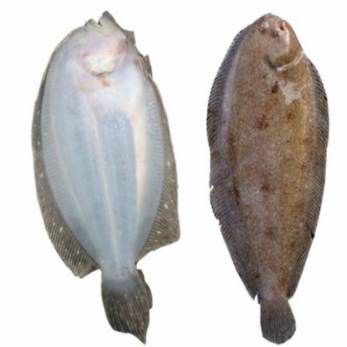

Ikan Sebelah Berkualitas 1Kg