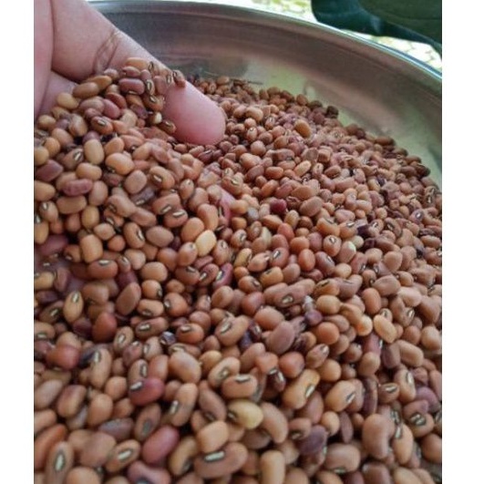 

Kacang Tunggak Dengan Kualitas Terbaik 500g