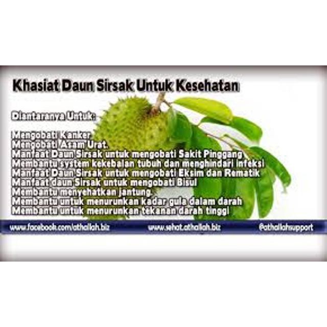 Obat Herbal Daun Sirsak Segar Per 100 Gram Indonesia