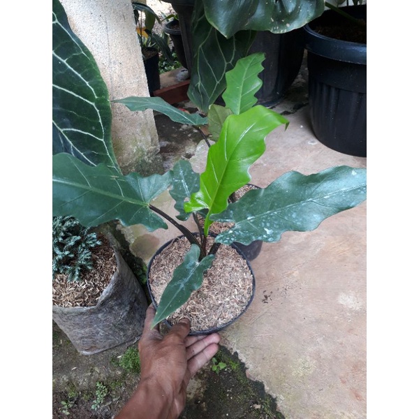 Tanaman hias keris papua