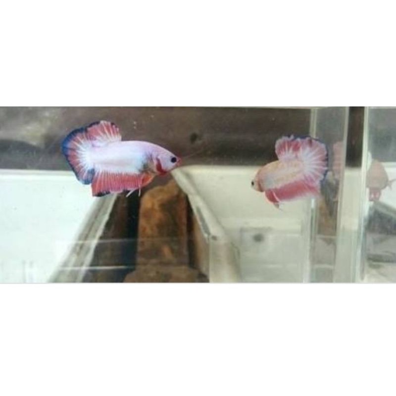 Cupang bluerim flamingo ORI Line THAILAND