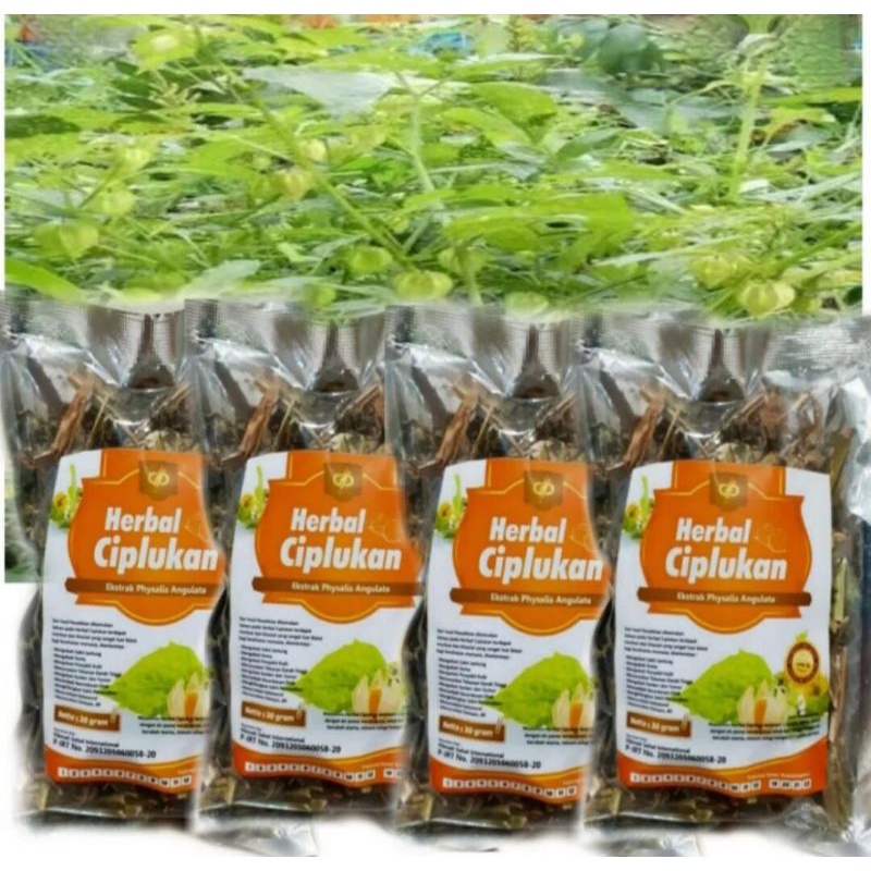 

Paket 5 pcs Teh herbal daun ciplukan kering