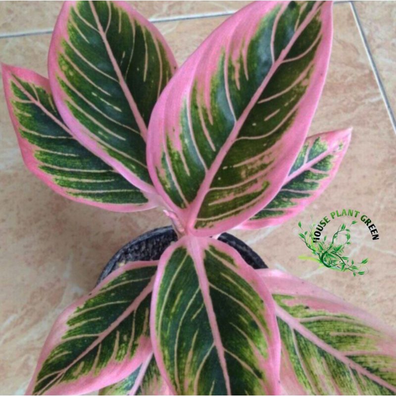 Tanaman hias aglonema LOTUS DELIGTH//Baby aglonema Lotus Deligth