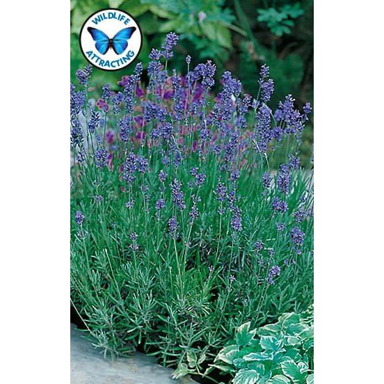 Buruan Beli.. Benih Bunga Lavender Munstead Strain Mr.Fothergill'S F1