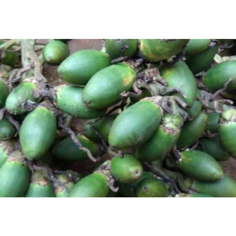 

BUAH PINANG MUDA SEGAR| JAMBE (500gram)