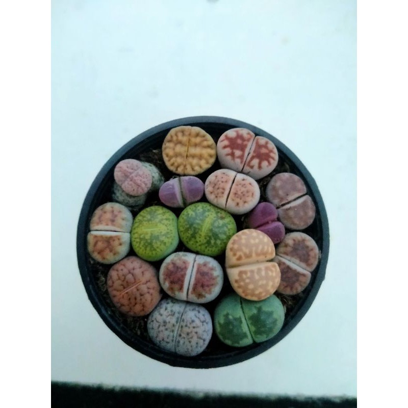 

lithops