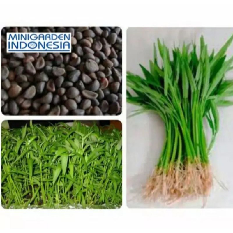 

bibitkangkung F1 bangkok super 300benih sayur