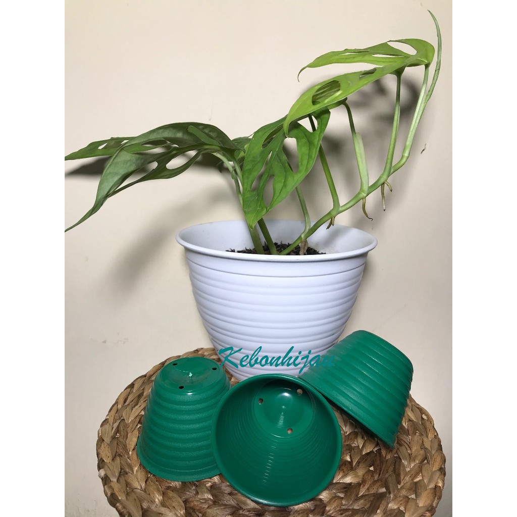 Pot Tawon 8 cm Hijau / Pot Tawon Hijau 8 / Pot Tawon / Pot Hijau / Pot Kecil / Pot Sukelen