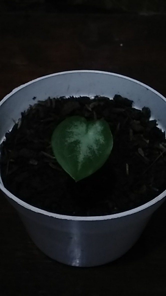 Caladium Shycool/ Dikirim Size Anakan-remaja Cat Tumpah