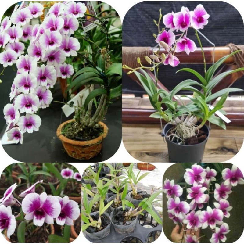 dendro Yaya compactum mini