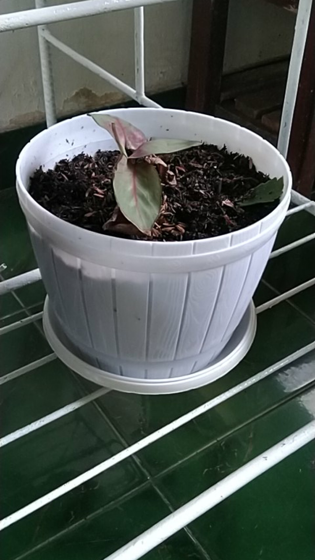 Tanaman Calathea Silver