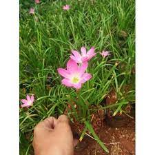 Tanaman hias day Lily pink - BAKUL KEMBANG