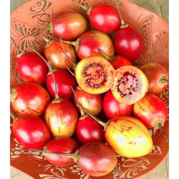 

TERONG BELANDA 10rb 1kg