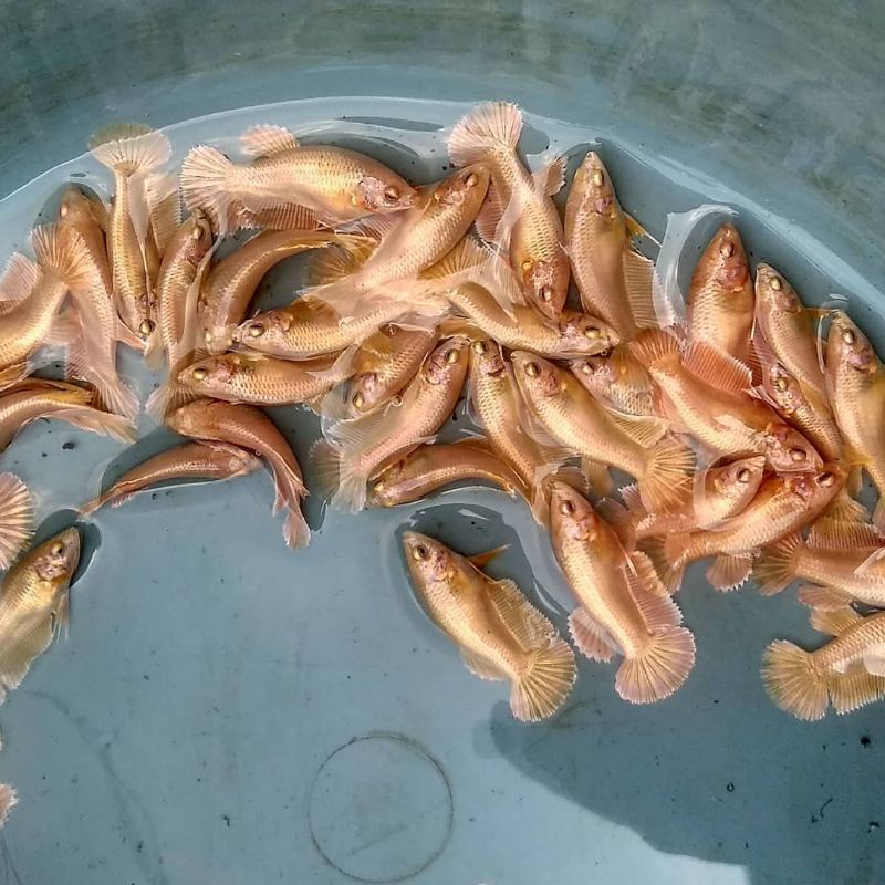 CUPANG SUPER GOLD BAHANAN EKOR LEBAR