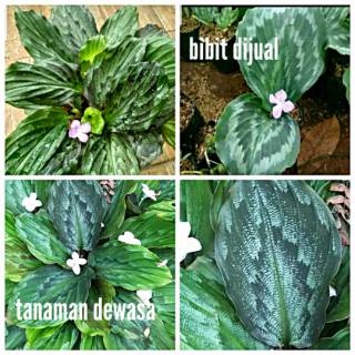 Bibit bunga kencur  hias tanaman  mirip calathea  maranta 