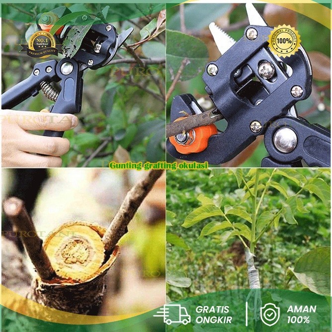 Gunting grafting pruning tool  okulasi sambung batang tanaman