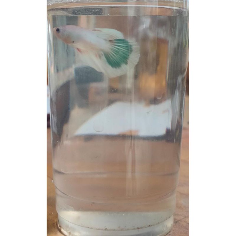 IKAN CUPANG HIAS JANTAN HALFMOON FANCY