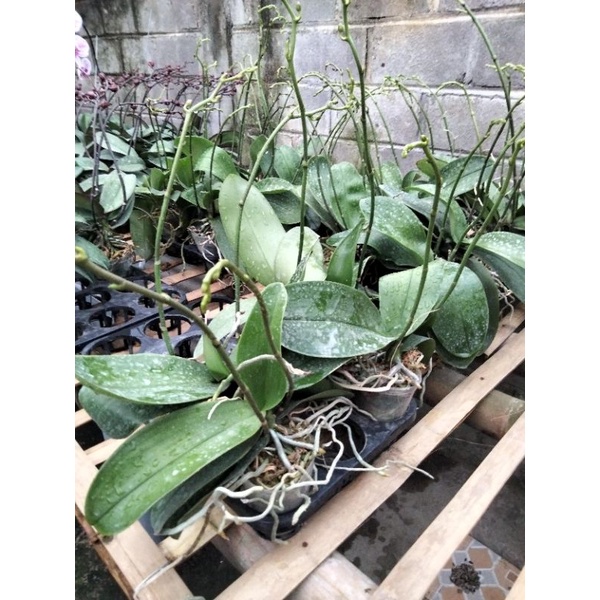 anggrek taiwan bulan mini double spike  variasi warna