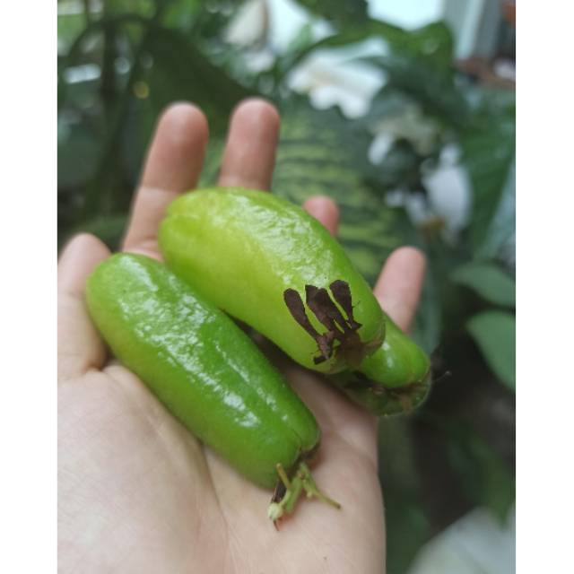 

BELIMBING WULUH SAYUR SEGAR ENAK