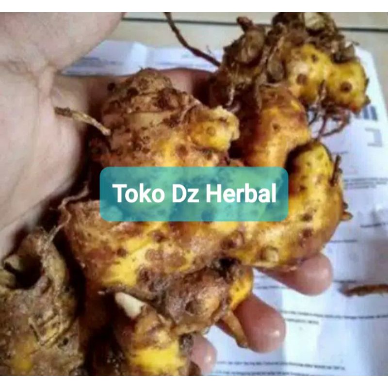 

Rimpang bangle segar paket hemat 250 gram fresh-az