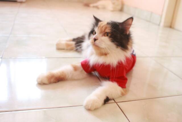 Kaos Polos strip merah untuk kucing &amp; anjing /Jual Baju Kucing Terlengkap &amp; Berkualitas size S-XL