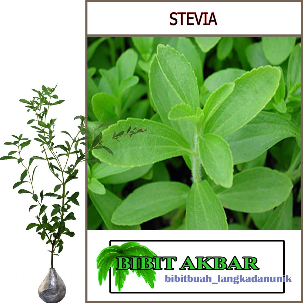 

Bibit Tanaman Herbal Stevia