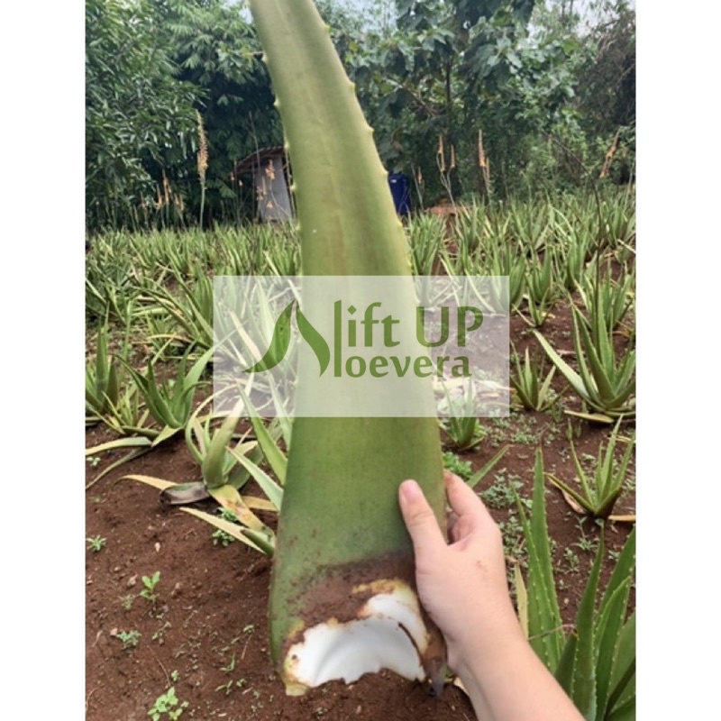 

(MIN. BELI 2)Pelepah Lidah Buaya Organik / Organic Aloe Vera Leaf (GARANSI PRODUSEN)