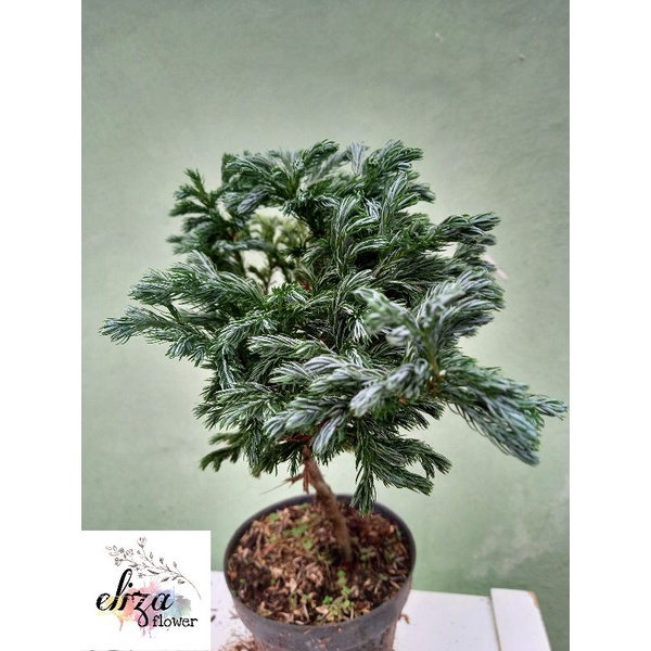 Bahan Bonsai Cemara Salju Bonsai Cemara Perak Atau Silver