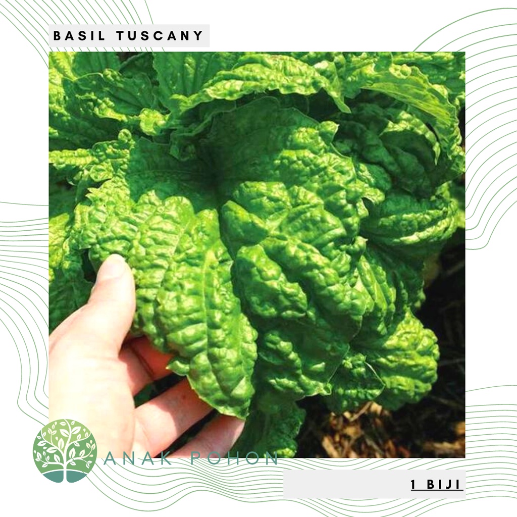 Benih Bibit Biji - Basil Tuscany Leaf Lettuce Herb Seeds - IMPORT