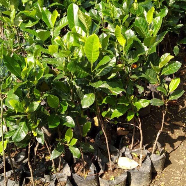 Bibit nangka merah tinggi 1 meter bisa COD