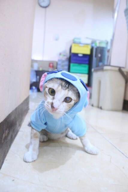 Kostum stitch &amp; lilo untuk kucing dan anjing lucu / baju kucing murah size S M L XL