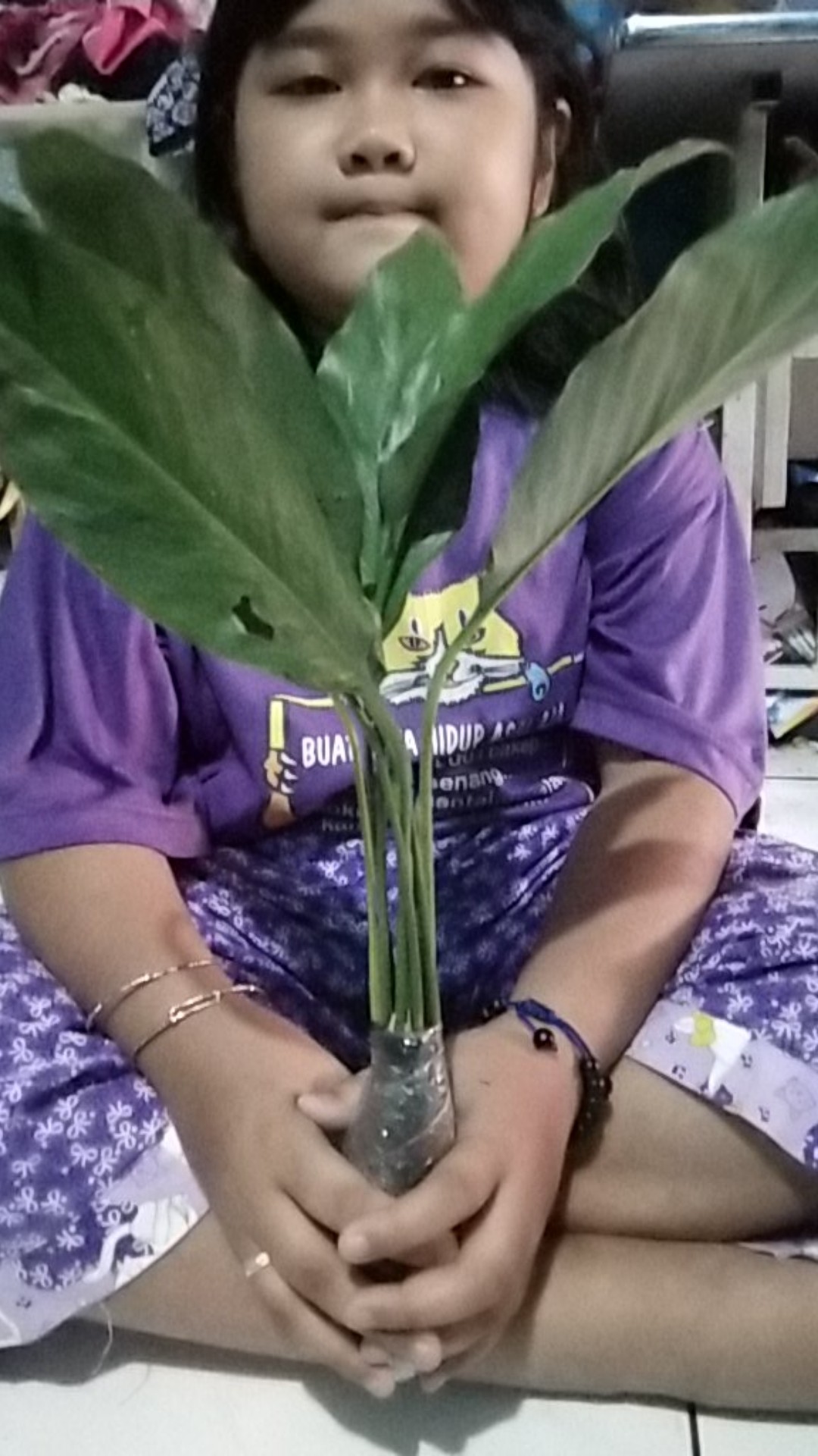 Tanaman Hias Peace Lily Sepatu Phylum Pohon Sepatu Pilem