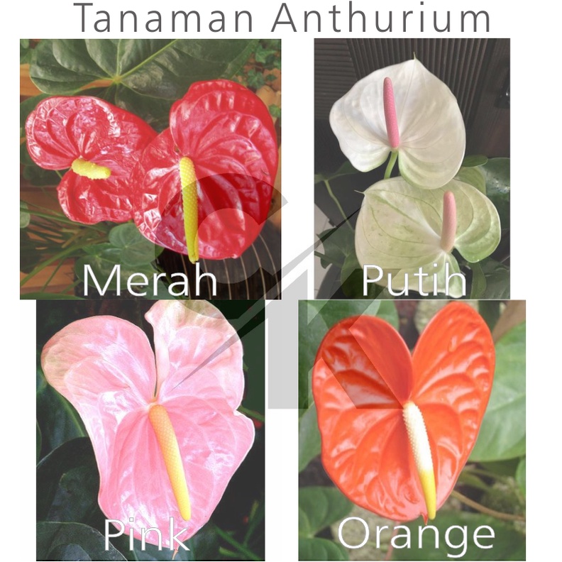 Tanaman Bunga Anthurium Bangkok  - Bunga Anthurium murah - Anthurium belum  Berbunga