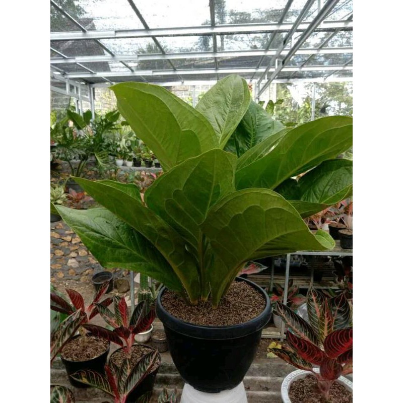 Tanaman Hias Jemani cobra, jemani Jaipong