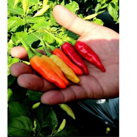 Kejutan Baru Benih Cabe Rawit Unggul Kaliber Isi 2an Biji - Benih Viral