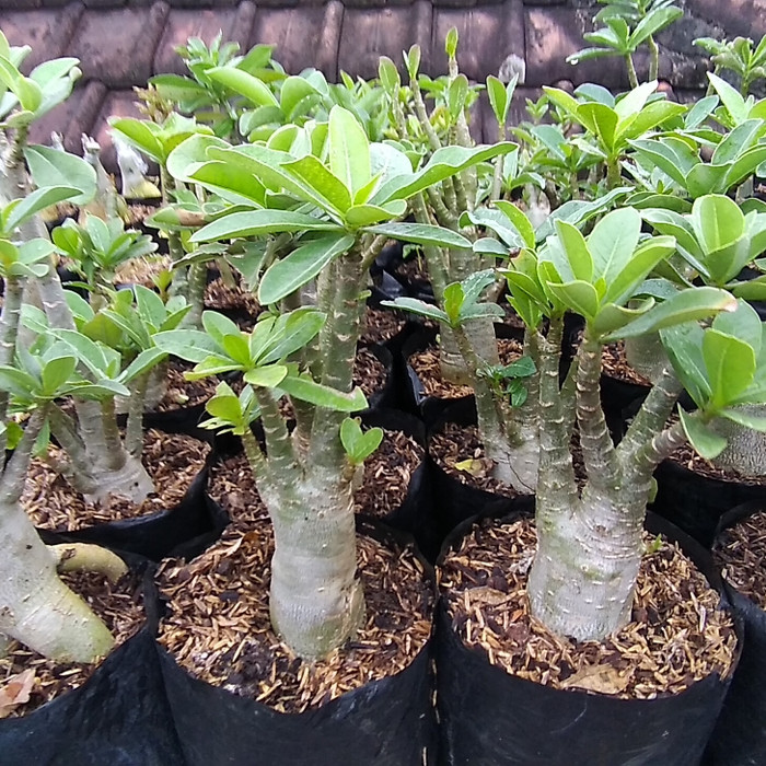 seedling bibit adenium arabicum yaman size B