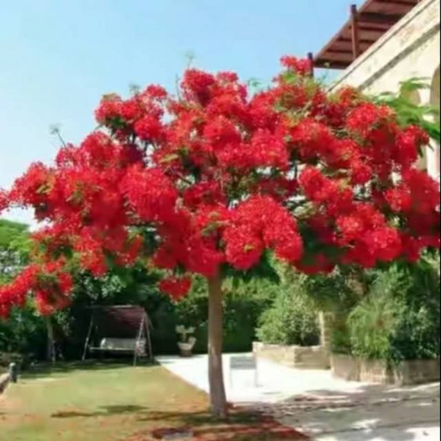Bibit tanaman pohon Flamboyan