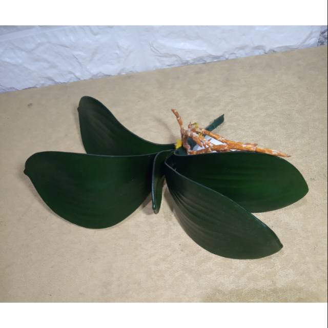 Daun Anggrek Latex