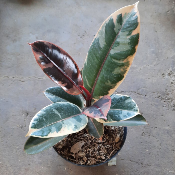 PROMO tanaman hias FICUS ELASTICA RUBY / tanaman karet kebo ruby varigata