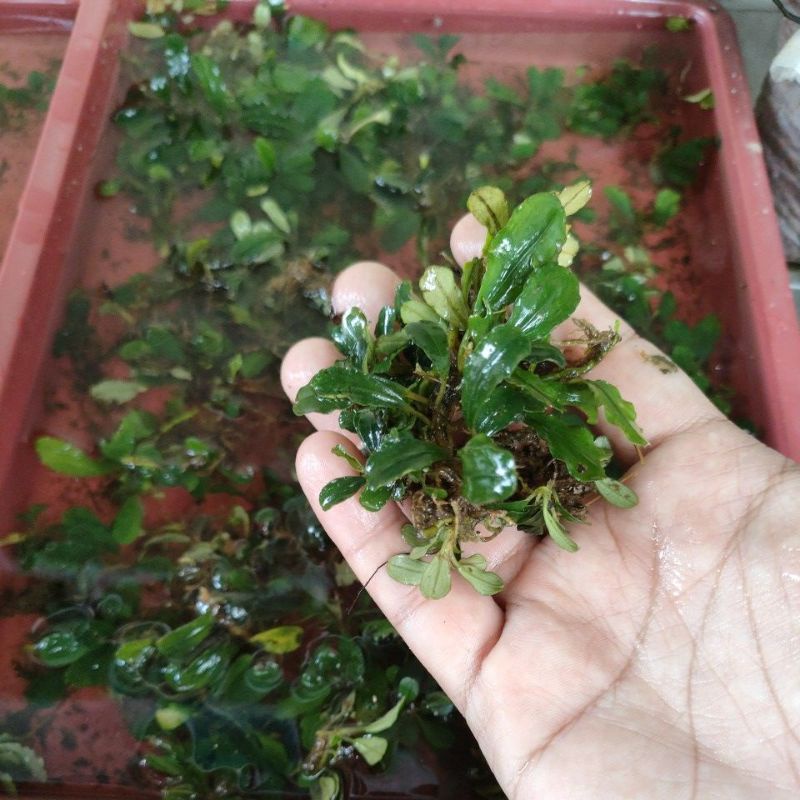 bucephalandra