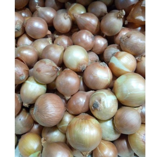 BAWANG BOMBAY SEGAR 1KG PILIHAN