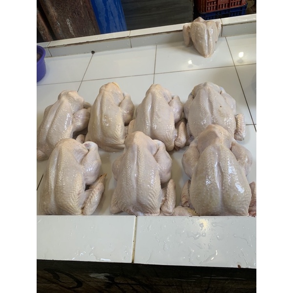 AYAM NEGRI PER EKOR FRESH